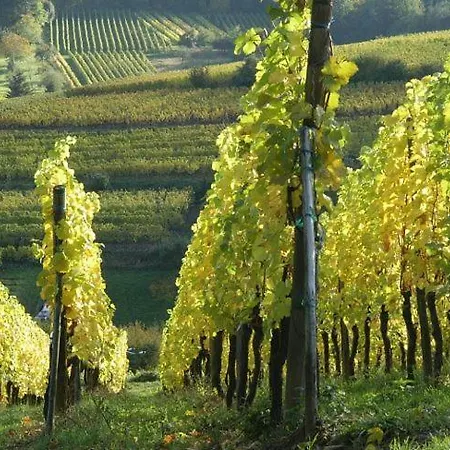 Magnifique Le Clos Des Pierres Route Des Vins D'alsace * Beblenheim